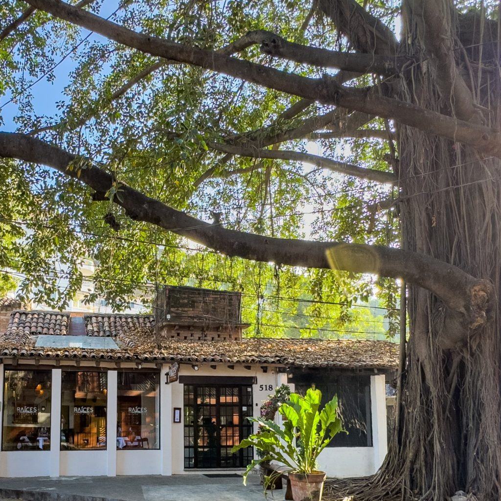 Raíces Resto Bar: Cocina a las brasas / Top 10 Tripadvisor / Zona Romántica de Puerto Vallarta.